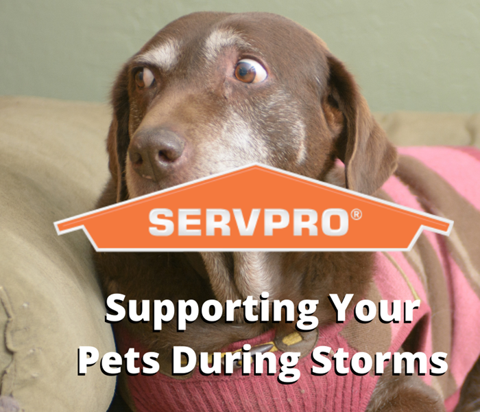 pets during storms